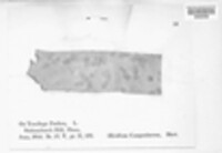 Puccinia lapsanae image